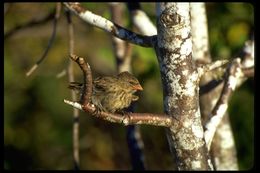 Image of Small Ground Finch