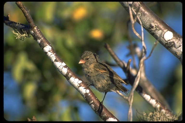 Image of Small Ground Finch