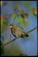 Image of Medium Ground Finch