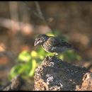 Image of Espanola Cactus Finch