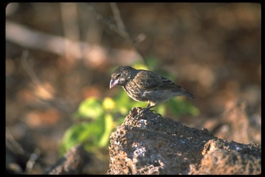 Image of Espanola Cactus Finch