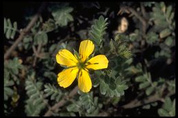 Image de Tribulus cistoides L.