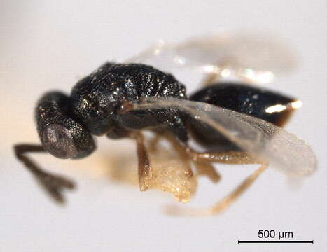 Image of Sphegigastrini