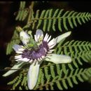 Image of Passiflora colinvauxii Wiggins