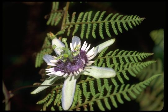 Image of Passiflora colinvauxii Wiggins