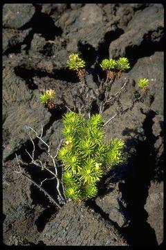 Image of <i>Darwiniothamnus tenuifolius</i>