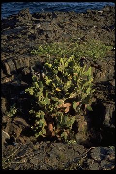 Image of <i>Opuntia helleri</i>