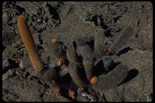 Image of Lava Cactus