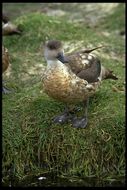 Image of crested duck