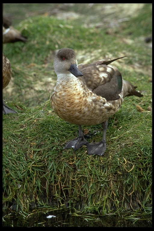 Слика од Lophonetta specularioides (King & PP 1828)