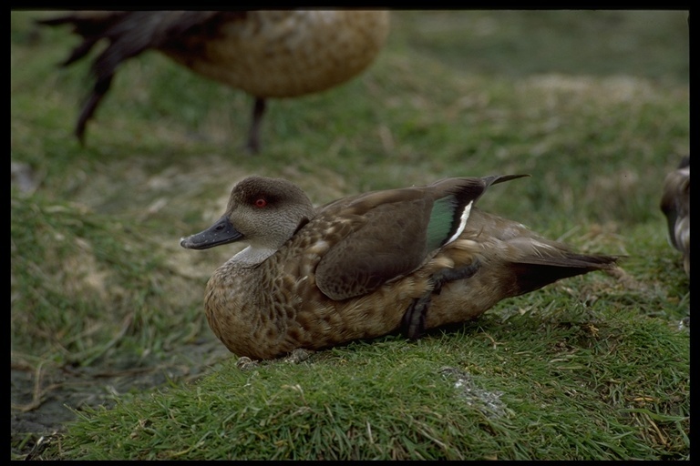 Image of crested duck