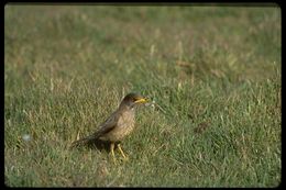 Image of Austral Thrush