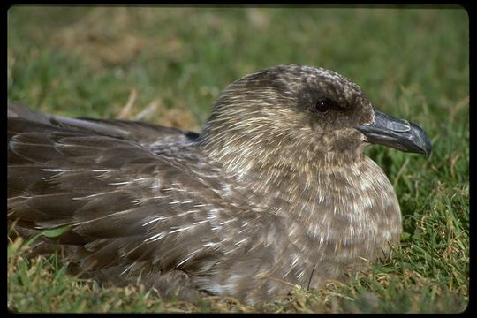 Image of Brown Skua