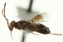 Image of Arachnophaga