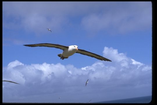 Image of Black-browed Albatross