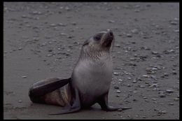 Image of Antarctic Fur Seal