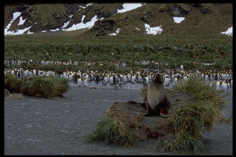 Image of Antarctic Fur Seal