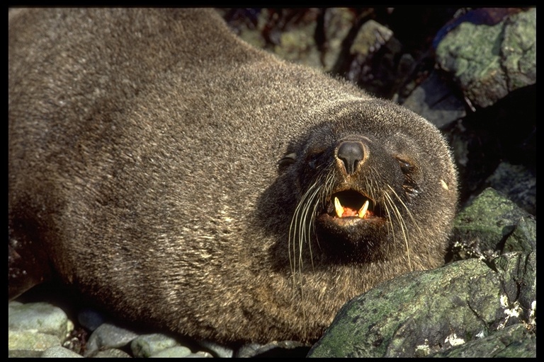 Image of Antarctic Fur Seal