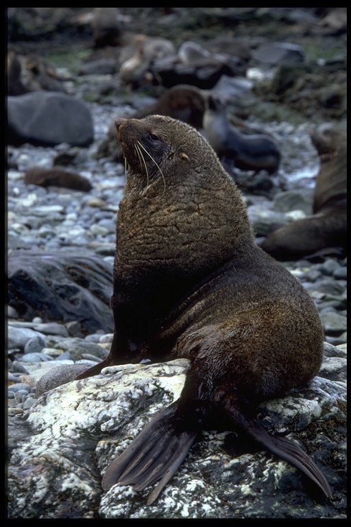 Image of Antarctic Fur Seal