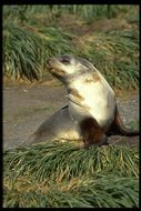 Image of Antarctic Fur Seal