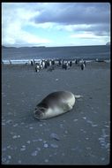 Image of South Atlantic Elephant-seal