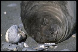 Image of South Atlantic Elephant-seal