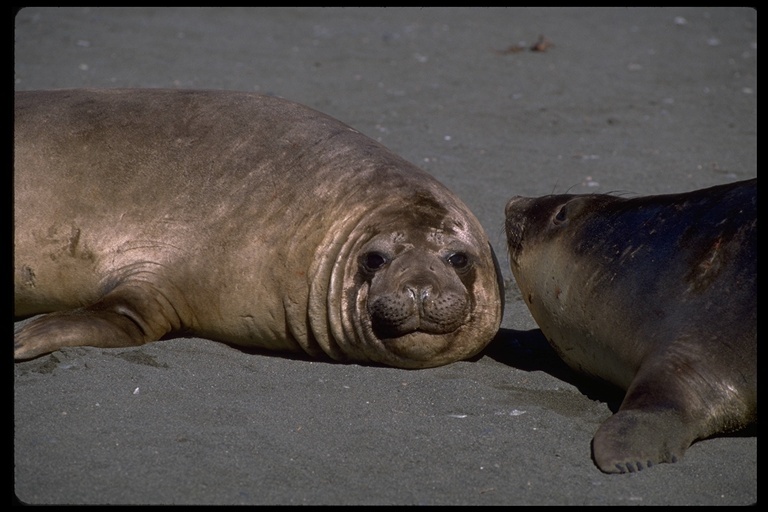 Image of South Atlantic Elephant-seal