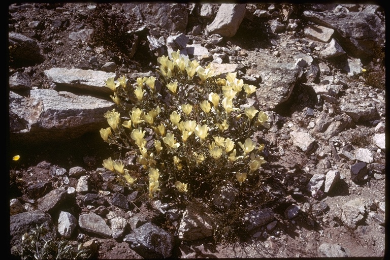 صورة Mentzelia involucrata S. Wats.