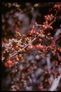 Image of mesquite mistletoe