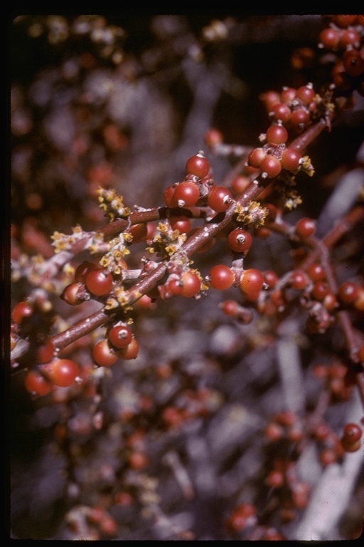 Image of mesquite mistletoe