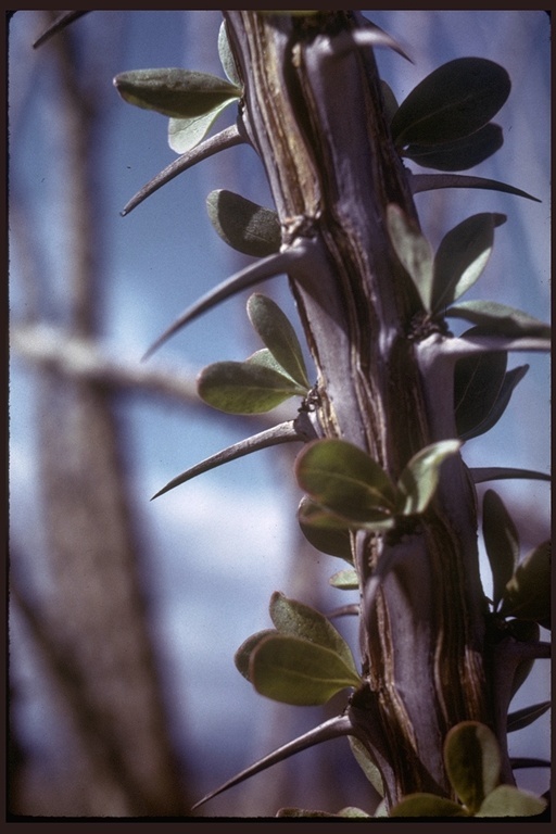 Imagem de Fouquieria splendens Engelm.