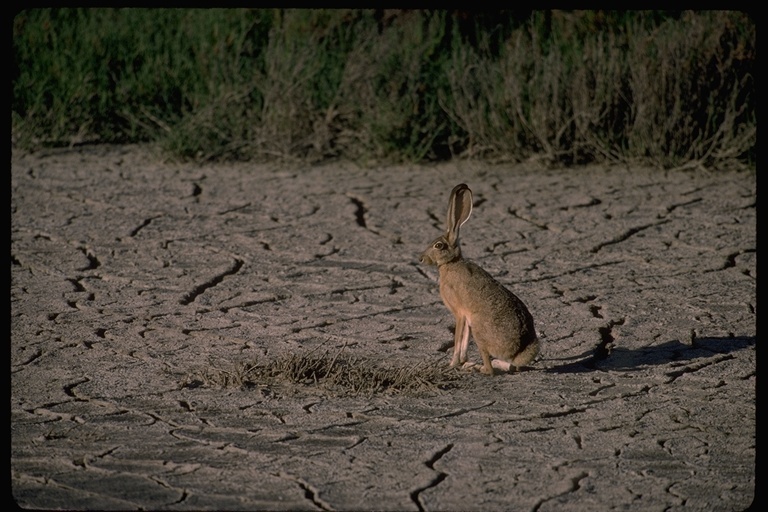 Plancia ëd Lepus Linnaeus 1758