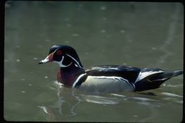 Image of Wood Duck