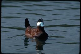 Image of Ruddy Duck