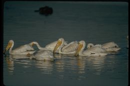 Image of American White Pelican