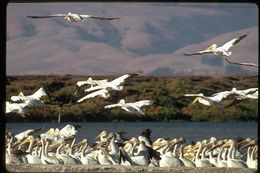 Image of American White Pelican