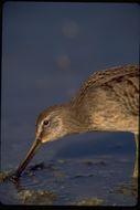 Image of Long-billed Dowitcher