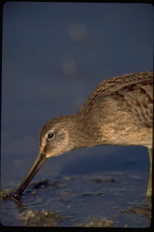 Image of Long-billed Dowitcher