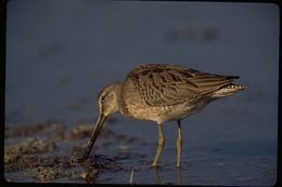 Image of Long-billed Dowitcher