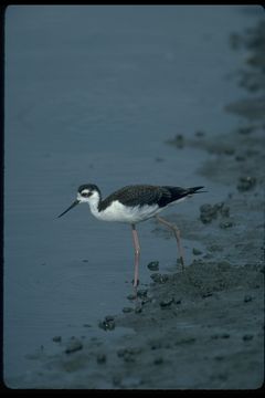 Image of Black-necked Stilt