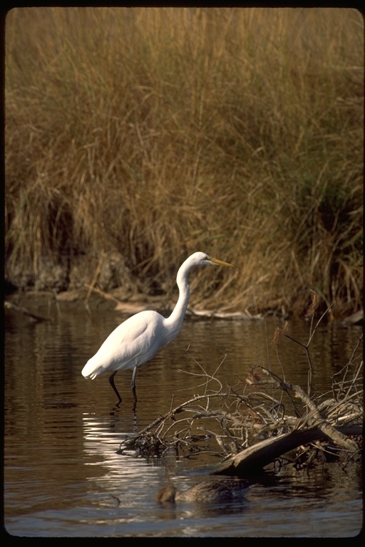 Image of Great Egret