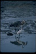 Image of Great Blue Heron