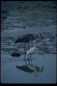 Image of Great Blue Heron