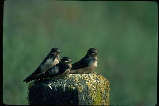 Image of American Cliff Swallow