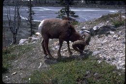 Image of bighorn sheep