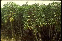 Image of cassava