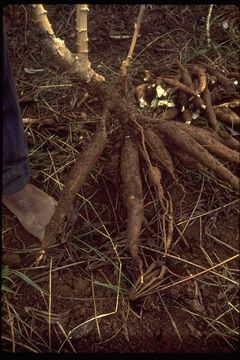 Image of cassava