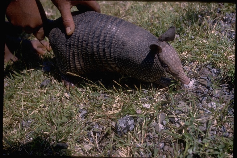 Image of Nine-banded Armadillo