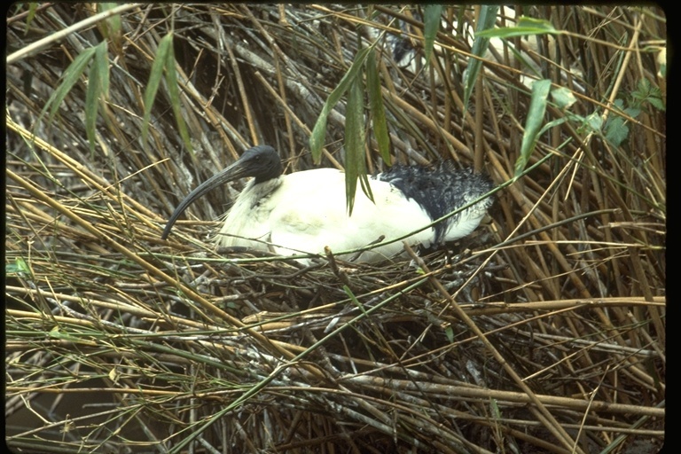 Image of Australian White Ibis