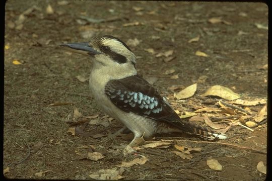 Image of Kookaburra